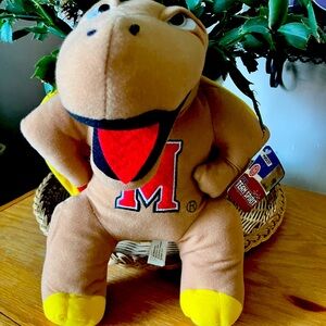 Maryland Terrapin Turtle